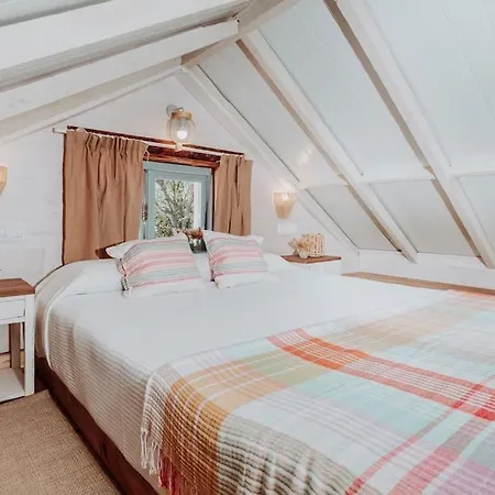 El Pino Centenario 4b *