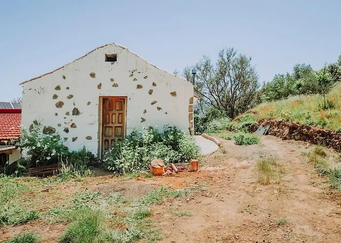 El Pino Centenario 4b