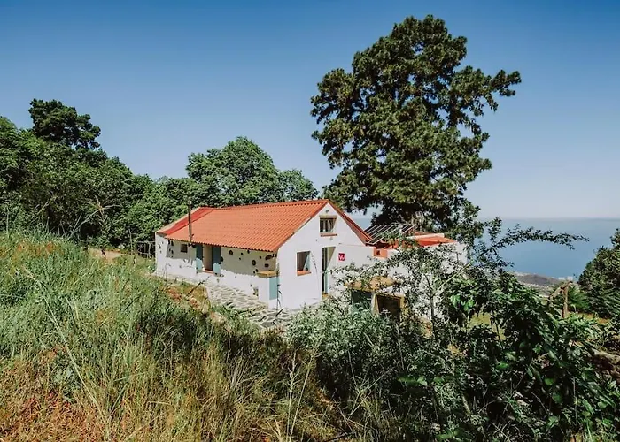 El Pino Centenario 4b La Perdoma